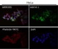 Anti-Cyclin B1 CCNB1 Rabbit Monoclonal Antibody